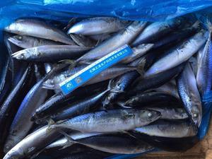 X12 nova estação mackerel peixe frozen saba redonda bqf chupeta mackerel - Product Image 3