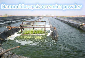 Supply จำนวนมากฟีดเกรด Nannochloropsis Oceanica แป้ง - Product Image 3
