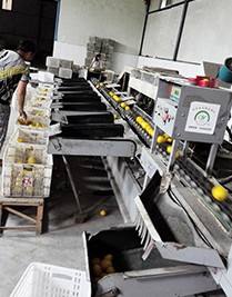 Máquina Clasificadora de Frutas por Tamaño, para Melocotones, Albaricoques y Aguacates - Product Image 6