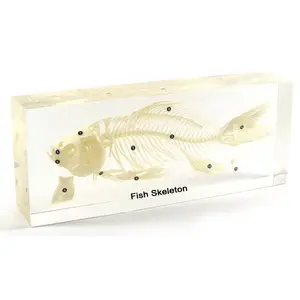 Gelsonlab HSBS-002 <span class=keywords><strong>esqueleto</strong></span> <span class=keywords><strong>de</strong></span> pescado integrado especímenes biológicos enseñanza <span class=keywords><strong>de</strong></span> incrustación <span class=keywords><strong>de</strong></span> muestra - Product Image 1