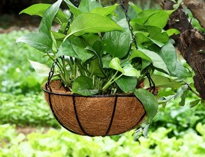 Balcone all'ingrosso noce di cocco marrone appeso catena di <span class=keywords><strong>ferro</strong></span> Design giardino <span class=keywords><strong>in</strong></span> metallo <span class=keywords><strong>ferro</strong></span> <span class=keywords><strong>battuto</strong></span> Rattan vaso di fiori clorofito vaso di fiori - Product Image 3