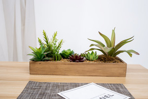 Nuevo diseño barato al por mayor de increíble artificial plantas <span class=keywords><strong>suculentas</strong></span> escritorio decoración del hogar para venta - Product Image 2