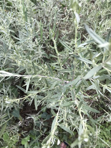 Dryland Trung Quốc Mugwort Làm Cho Hương Mà Không Cần Bất Kỳ Hóa Chất - Product Image 5