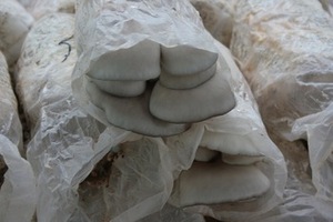 nous fournissons haute qualité <span class=keywords><strong>pleurotus</strong></span> <span class=keywords><strong>ostreatus</strong></span> extrait - Product Image 2