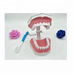 Modèle d'enseignement dentaire détachable en PVC de grande taille pour enfants, pour <span class=keywords><strong>la</strong></span> science médicale - Product Image 3