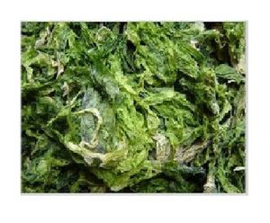 สาหร่ายสีเขียวดิบ/ulva Lactuca ที่มีสารอาหารสูง - Product Image 2