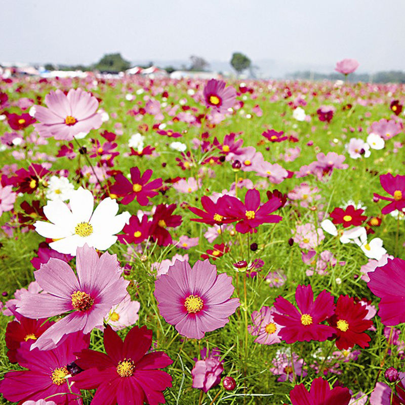 Impresión de cualquier color