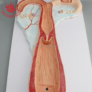 Escritório e Material Escolar Ovelha Útero Modelo Anatômico - Product Image 3
