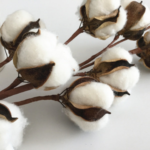 10 têtes 22 pouces coton conservé fleur séchée blanc coton naturel tiges de bulle pour la décoration de la ferme - Product Image 3