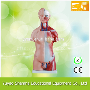 Educación médica modelo 45 CM unisex torso <span class=keywords><strong>humano</strong></span> 23 <span class=keywords><strong>partes</strong></span> <span class=keywords><strong>del</strong></span> <span class=keywords><strong>cuerpo</strong></span> <span class=keywords><strong>humano</strong></span> anatomía modelo - Product Image 1