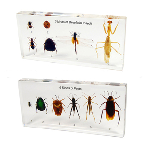Gelsonlab HSBS-036 Resina con 6 Tipos de Insectos Beneficiosos Encapsulados, Especímenes Biológicos - Product Image 1