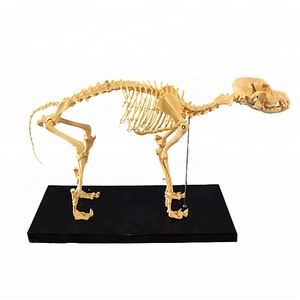 Modelo de <span class=keywords><strong>esqueleto</strong></span> canino para perro, enseñanza de biología humana - Product Image 1