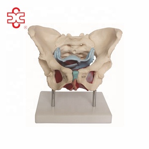 Modelo de <span class=keywords><strong>Esqueleto</strong></span> Pélvico Femenino con <span class=keywords><strong>Músculos</strong></span> <span class=keywords><strong>y</strong></span> Órganos, PVC, Xincheng XC-125 - Product Image 1