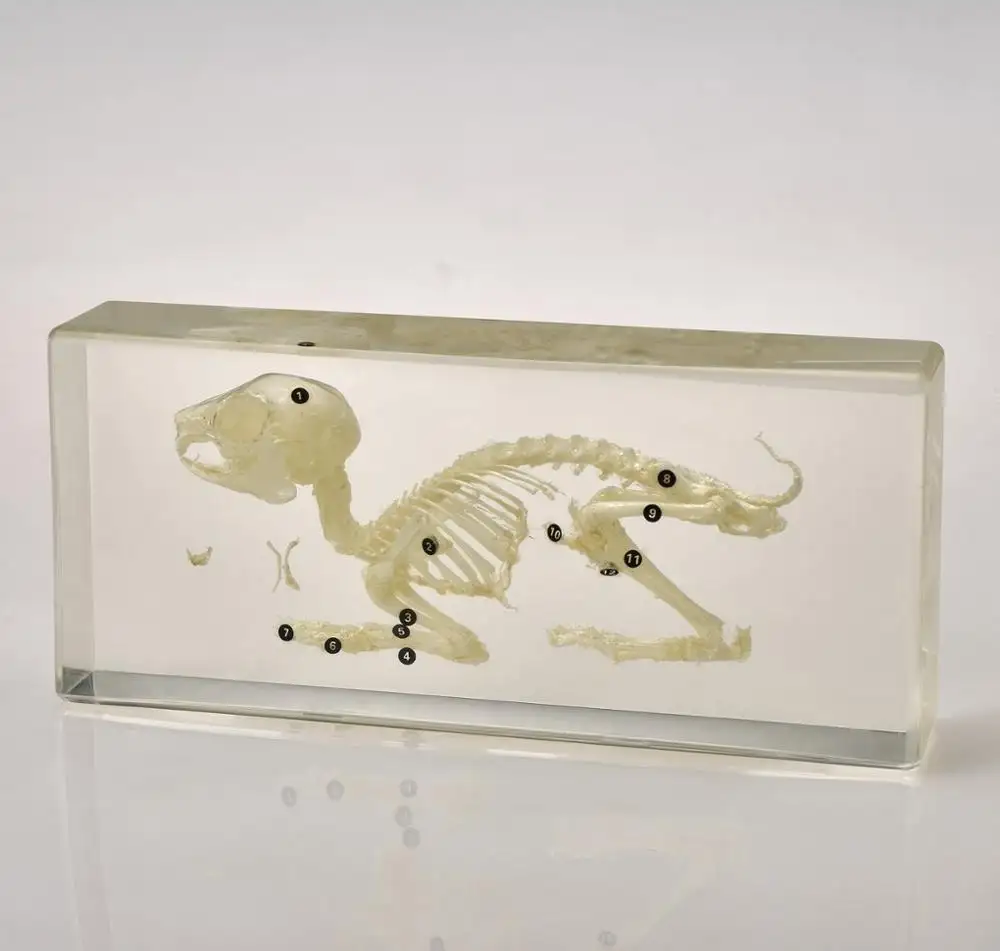 Animal specimen teaching Resources animal clear resin embedded specimen Rabbit skeleton specimen