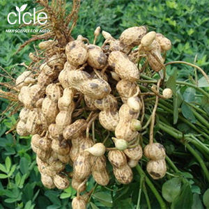 감마 polyglutamic 산성 분말 synergist homopolymer는 비료 사용 노출량 polyglutamic 산을 감소시킵니다 - Product Image 4