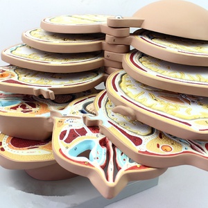 High Quality Human Head <strong>Brain</strong> <strong>Horizontal</strong> Cut Model Head <strong>Brain</strong> <strong>Horizontal</strong> <strong>Section</strong> Model - Product Image 3