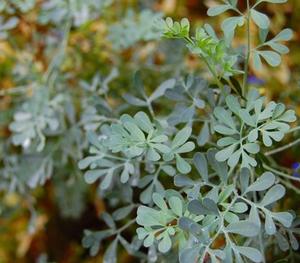 Herbe naturelle brute de Rue (Ruta graveolens) séchée, tiges et feuilles, Rue de jardin pour tisane - Product Image 6