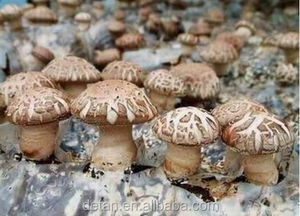 Detan Pom Pom Spawn/Spores de Champignons - Product Image 6