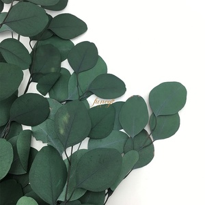 Foglie Verdi per Decorazione, Eucalipto Essiccato, Pianta da Tavolo - Product Image 4