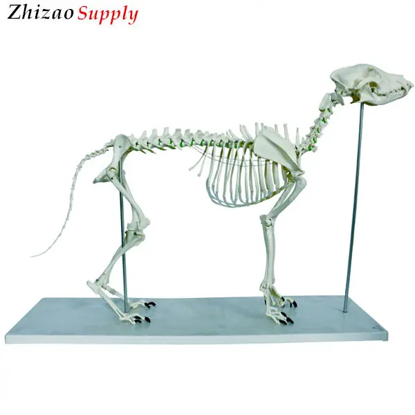 الحيوان كلب كبير الهيكل العظمي نموذج تشريحي