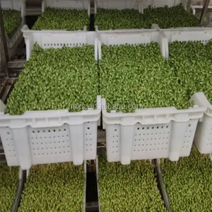 Macchina automatica per la produzione di soia a macchina per germogli di soia