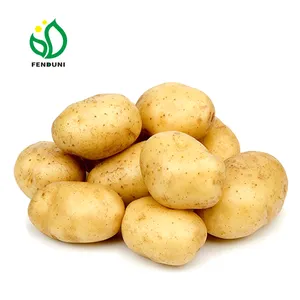 Neue frische holländische Kartoffel