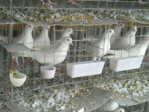 Gabbia per Allevamento Piccioni da Corsa a 32 Celle, Attrezzatura per Piccioni a 24 Celle HJ-PC32 - Product Image 4