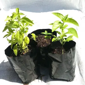 塑料椰子泥炭播种袋温室蔬菜种植袋