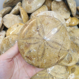 Madagascar pulido natural Starfish asteroide piedra fósiles espécimen Dropship - Product Image 3