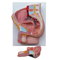 Modèle médian sagittal en deux parties des organes génitaux masculins et du bassin