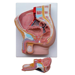 Modèle médian sagittal en deux parties des organes génitaux masculins et du bassin - Product Image 2