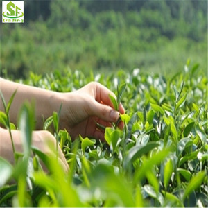 <span class=keywords><strong>Té</strong></span> <span class=keywords><strong>verde</strong></span> chino Dong Ting Biluochun <span class=keywords><strong>Té</strong></span> <span class=keywords><strong>verde</strong></span> Caracol primavera - Product Image 4
