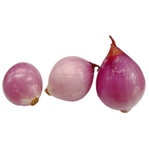 3 cm Frais <span class=keywords><strong>Petit</strong></span> Oignon Échalote - Product Image 4