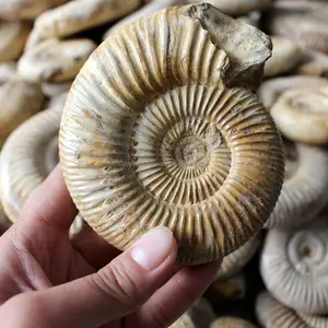 หินคริสตัลฟอสซิล Ammonite ฟอสซิลหินธรรมชาติสำหรับขาย