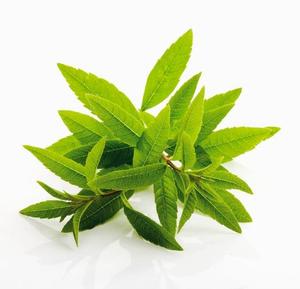 Vente flash : Feuilles de <span class=keywords><strong>verveine</strong></span> citronnée séchées naturelles en vrac pour le thé en Chine - Product Image 2