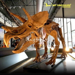 V-modelo de esqueleto de dinosaurio de calidad de museo, tamaño Real - Product Image 1
