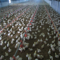 Durable automatique buveur de mamelon pour le poulet