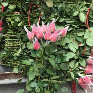 Lưới Bảo Vệ Nụ Hoa Hồng Bằng Nhựa - Product Image 5