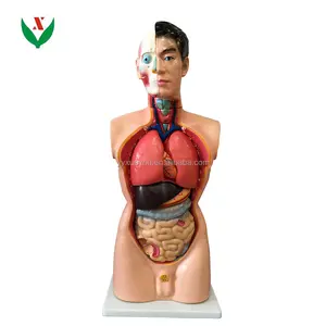 人体解剖学/生物学的教育機器