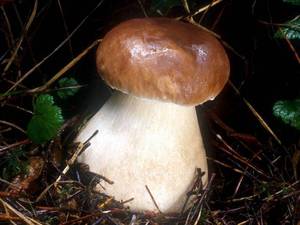 Detan rey salvaje setas <span class=keywords><strong>boletus</strong></span> - Product Image 4