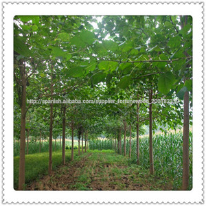 <span class=keywords><strong>Semillas</strong></span> <span class=keywords><strong>Paulownia</strong></span> Chinos - Product Image 5