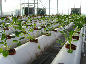 Tomaten/Aardappelen/Sla/Aardbei Hydrocultuur Systeem Voor Landbouw Greenhouse Pvc Hydrocultuur Systeem - Product Image 5