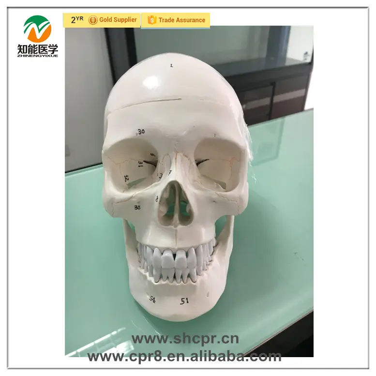 BIX-A1043-1 Nhựa đánh số mô hình sọ người