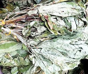 Ren Shen Ye <strong>Ginseng</strong> Leaf Hotsale Fresh Dried Korean <strong>Ginseng</strong> Leaves for Herbal Tea - Product Image 3
