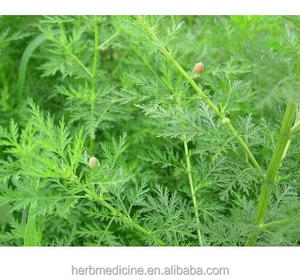 Qing <span class=keywords><strong>Hao</strong></span> Plantas secas silvestres naturales Hojas de Artemisia carvifolia hoja seca para la venta - Product Image 3
