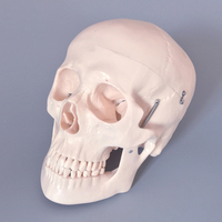 Modelo de simulación de Anatomía Humana, esqueleto humano de PVC, para enseñanza médica, tamaño real