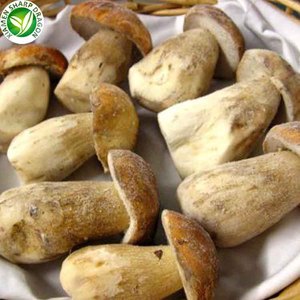 थोक थोक मशरूम जमे हुए IQF बोलेटस एडुलिस स्वस्थ प्राकृतिक ताजा कार्बनिक फ्रीज फ्रीजिंग थोक मूल्य फैक्टरी चीन