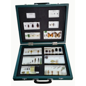Gelsonlab HSBS-127 Ciclo <span class=keywords><strong>de</strong></span> Vida <span class=keywords><strong>de</strong></span> <span class=keywords><strong>Insectos</strong></span>, Espécimen Biológico Encapsulado - Product Image 1