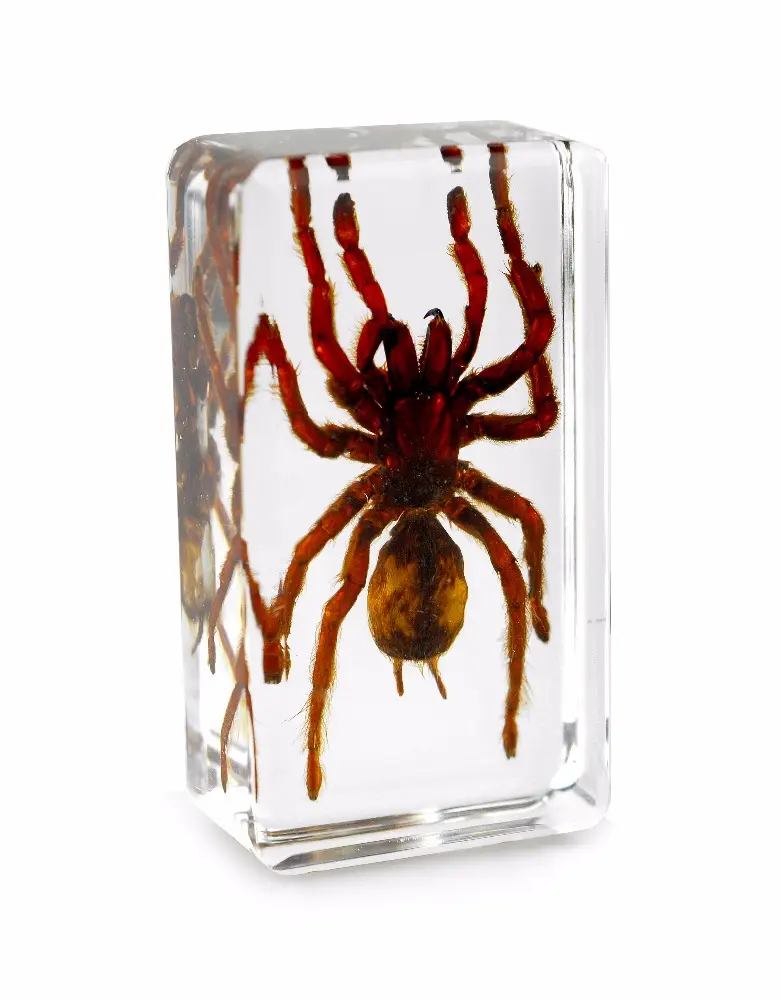 China Taxidermy Resin Blocks Supplies Spider Specimen Transparent Crystal Paperweight