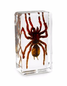 China Taxidermy Resin Blocks liefert Spinnen probe Transparenter Kristall Brief besch werer - Product Image 1